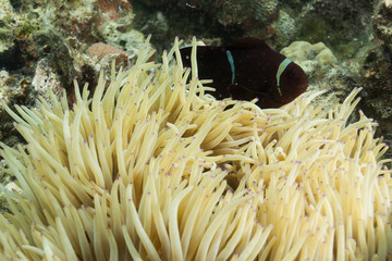 Naklejka na ściany i meble Diving on a coral reef in palawan, Philippines