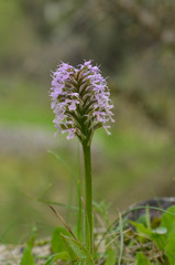 ical orchid, Orchis conica, wild orchid in Andalusia, Southern Spain