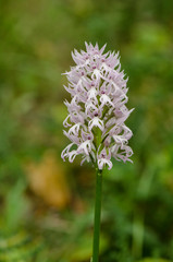 Naked Man Orchid, Orchis italica, Andalusia, Southern Spain.