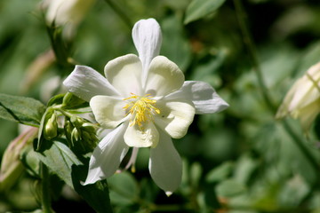 Obraz premium White Colombine