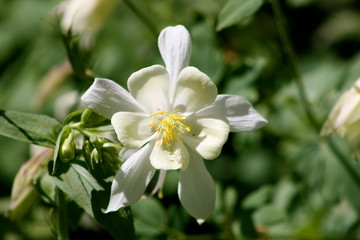 Obraz na płótnie Canvas White Columbine Flower