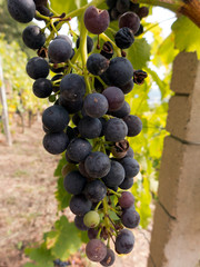 Wanderung auf dem Fränkischen Rotwein Wanderweg von Erlenbach über Klingenberg nach Miltenberg. Der Weg führt durch die Weinberge. Zu sehen sind reife Weintrauben rote und grüne.