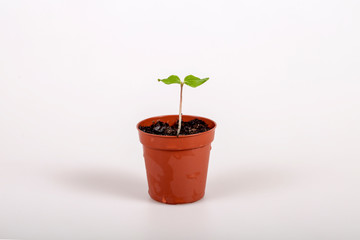 plants on soil at white background, stages of growth