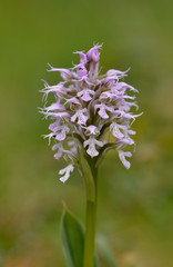 ical orchid, Orchis conica, wild orchid in Andalusia, Southern Spain