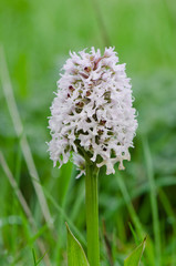 ical orchid, Orchis conica, wild orchid in Andalusia, Southern Spain