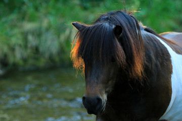 Portrait von einem Shetland Pony im Abendlicht