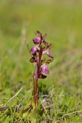 Fan-lipped Orchid, Orchis saccata also known as Orchis collina, wild orchid in Andalusia, Southern Spain