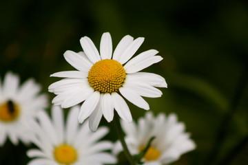 Obraz premium White Daisy