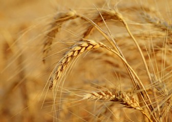 ears of wheat