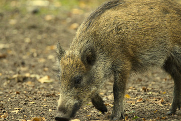 wild swine searching for food
