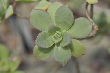 Aeonium haworthii