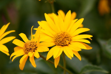 Wild Daisy 