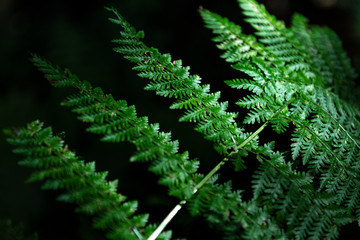 beautiful details of green vegetation and plants in the forests of the east of the Azores island of São Miguel
