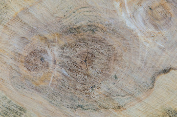 Wood texture of cut tree trunk
