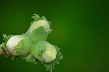 Closeup of isolated green unripe hazelnuts at the bush in front of green background in summer