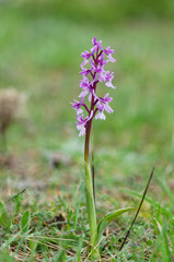 Southern Early Purple Orchid, Orchis olbiensis, Andalusia, Southern Spain.