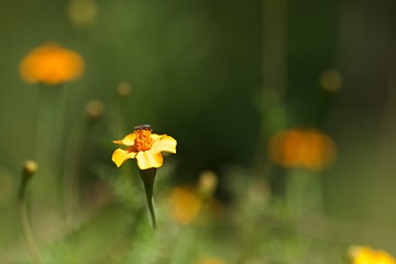 Fleur Orange Stock Photos And Royalty Free Images Vectors