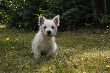  West Highland White Terrier Welpe im Gras