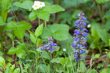 Summer background with wild grass, drops, flowers. Forest after rain.