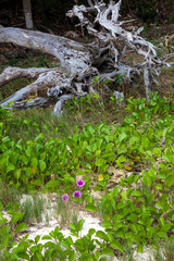 Railroad vine and driftwood at Seahorse Key Florida on the Gulf of Mexico