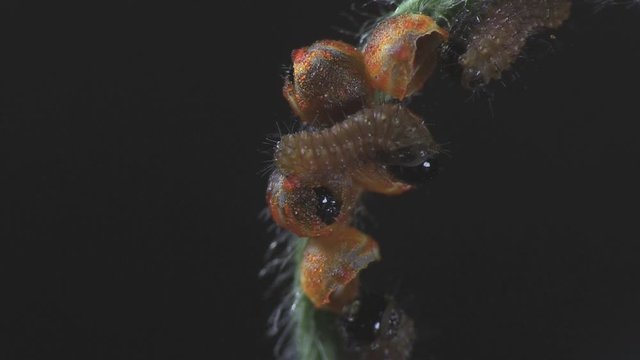 Pipevine swallowtail eggs hatch 1290 2