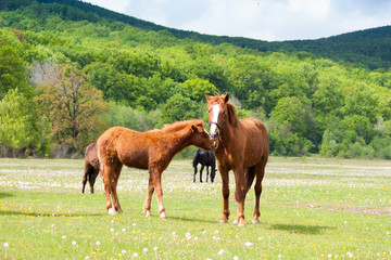Obraz premium Beautiful brown and black horses eating grass and grazing in a meadow and green field.