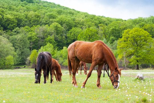 Beautiful brown and black horses eating grass and grazing in a meadow and green field.