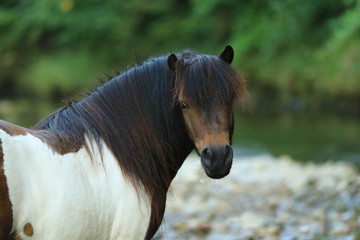 Portrait von einem kecken Shetlandpony