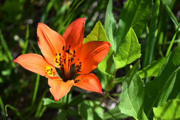 Fototapeta premium Wild Lily