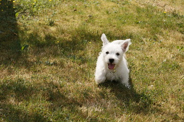 Naklejka na ściany i meble West Highland White Terrier Welpe im Gras