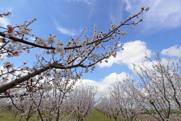 Apricot trees and blossoms