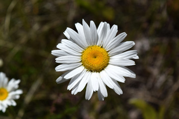 Fototapeta premium Wild Daisy