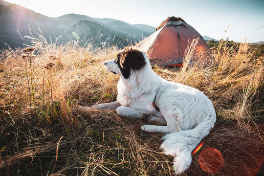 22,125 BEST Dogs And Sunrise IMAGES, STOCK PHOTOS & VECTORS | Adobe Stock