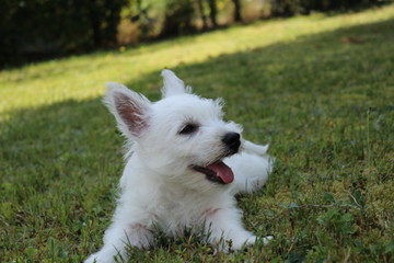  West Highland White Terrier Welpe liegt im Gras