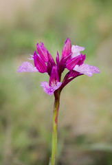 Pink Butterfly Orchid, Orchis papilionacea, Andalusia, Spain
