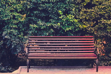 wooden park bench  with green leaves wall background