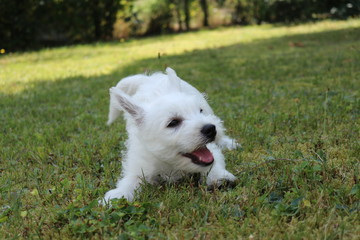  West Highland White Terrier Welpe liegt im Gras