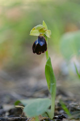 Ophrys atlantica, wild orchid of mediterranean region, Andalusia, Spain
