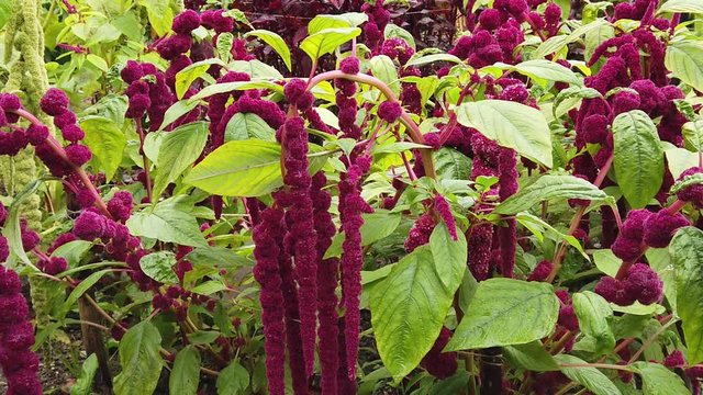 Amaranthus caudatus, also known  as love lies bleeding, pendant amaranth, tassel flower, velvet flower, oxtail amaranth, and quilete.