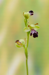 Ophrys algarvensis, Fusca wild orchid. Andalusia, Spain.
