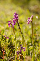 Champagne's orchid , Orchis champagneuxii, Andalusia, Southern Spain.