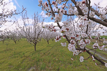 Apricot trees and blossoms