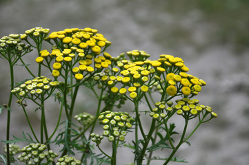 Tansy ordinary blooms in the wild