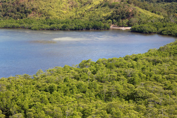 Fototapeta premium Mangrove forest in Coron, Philippines