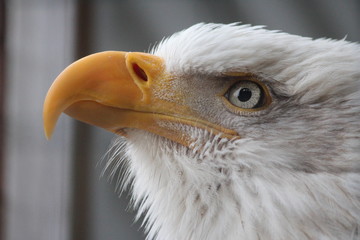 Eagle