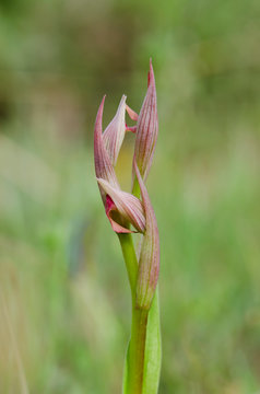 Small-flowered Tongue Orchid, Serapias parviflora orchid, Andalusia, Southern Spain.