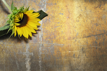 Sunflower on grunge background. Autumn background with copy space
