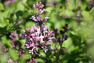 Purple Lilac