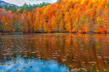 Autumn time. Yellow, red, orange, colorful leaves pouring from the tree. National Park. Yedigoller, Bolu, Turkey.