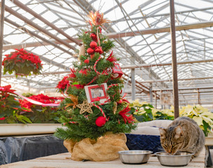 Tabby cat sipping water next to decorated Christmas tree in a poinsettia greenhouse.
